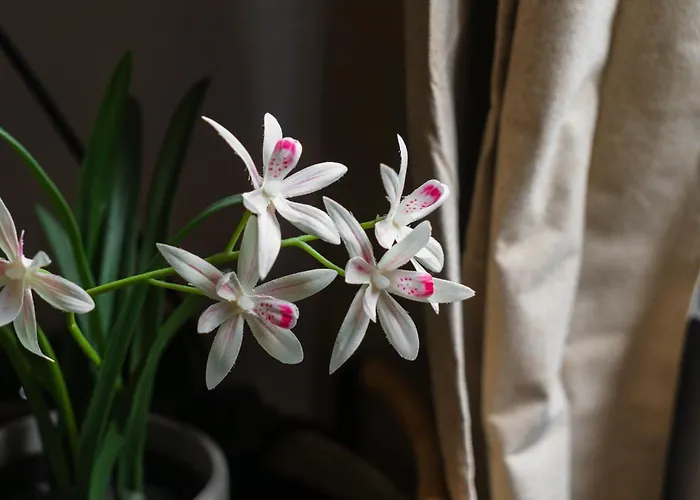 Apartment Spacious Shared 5br In The Heart Of Ghent